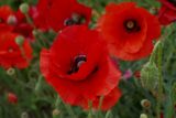 Poppies