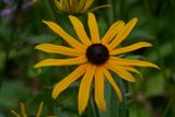 Black eyed Susan