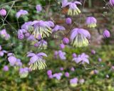 Lavender mist meadow rue