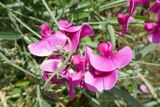 Lathyrus