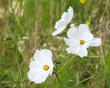 Cosmea