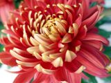 Chrysanthemum