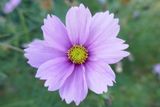 Cosmea