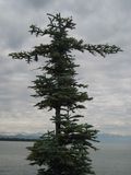 Un sapin  la pose christique