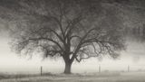 tree2.jpg