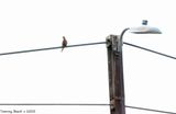 Mourning dove in the Morning overcast