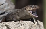 Eric_Yawning_290014.jpg