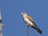 Nankeen Kestrel 5170036.jpg