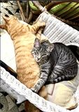 Les frres Denis et Rocky (le gris)
