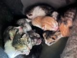 Les nouveaux ns de Inky
