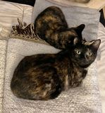 Inky et sa petite Iby, copie conforme