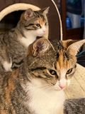 Les deux Ruby