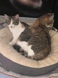 Surs siamoises ou chat  deux ttes 