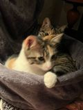 Les deux Ruby