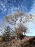 Lgret de lhiver