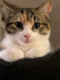 Rubyblanche sur son perchoir