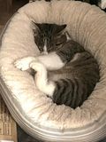 Nickie dans son dernier petit nid