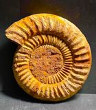 Ammonite