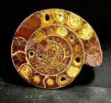 Intrieur de lammonite m