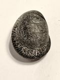 Caillou de rivire cachant une ammonite