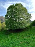 Tout vert, tout rond