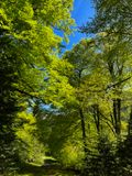 Fort au feuillage de printemps