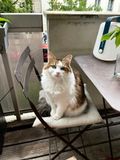 Simba en mai 2023