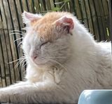 Jrme le Sphinx