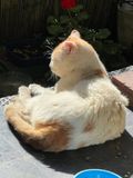 Petit bain de soleil pour Jrme 