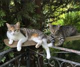 Rubyblanche en compagnie de Sacha sur la passerelle du bureau