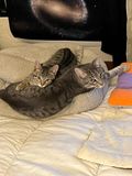 Rocky et son petit frre Sacha