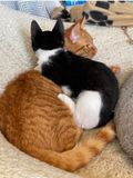 Denis et son petit frre Gaspouminou
