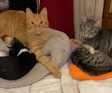 Gaspouminou et ses grands frres Denis et Rocky