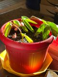 Boutures de bgonia-bambou