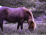Poney islandais