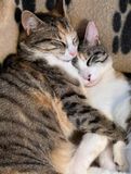 Rubychrome et Lonie Baby (LB)