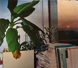 Coucher de soleil sur bananier de bureau 