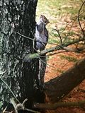 cureuil amricain dans le parc du centre de recherche de KoP*