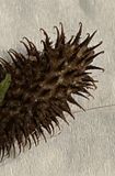 Dtail du fruit de la bardane