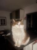 Simba mars 2025