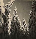 IMG_7309.jpeg