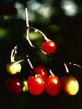 Fruits du pass