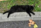 Maman chat morte en protgeant ses petits contre un renard