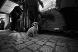 A hauteur de chien