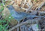 young Yellow-eyed Junco