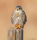 Prairie Merlin