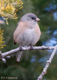 Pink-sided Junco