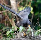 Common Black Hawk