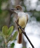 Brown-crested Flycatcher