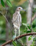 Black-crowned Night-Heron  imm.